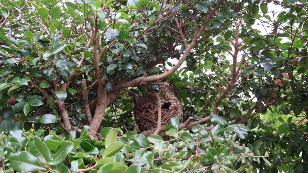 素人が出来たスズメバチ駆除